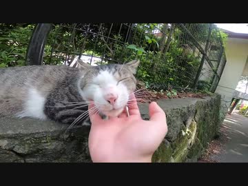 神社に住む猫様にフェイスマッサージとねこじゃすりで癒しを提供