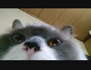 うちの猫がリモートワークを導入しようとしています。