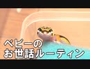 【癒し系】自家繁殖で産まれてきた赤ちゃんたちのお世話ルーティン【レオパベビー】