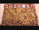 【臭ってきた】デュビアのケージが汚れてきたので掃除します