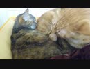 拾いねこ＠生後3109/3076日目　今日は後から来たアコさんを受け入れたようです。