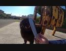 警戒心が強い黒猫に腰トントンとねこじゃすりを使ったら心を開いてくれた