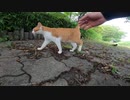 怖がりな野良猫たちがたくさんいる公園