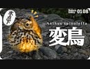 0108【謎の鳥。異常な頭のタヒバリ】スズメ似セキレイ似ヒバリ似カシラダカ似。小さな猛禽モズ。ヒヨドリがセンダンの実食べる。アオサギ滑空ダイサギを襲う。 #今日撮り野鳥動画まとめ #身近な生き物語