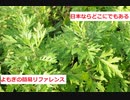 【スパイスを知ろう！】よもぎを知ろう！【part39】