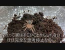 [ナナチナナナチ]タランチュラ飼育日記その５７[ナナナナチ]