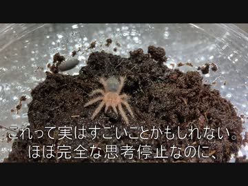 [ナナチナナナチ]タランチュラ飼育日記その５７[ナナナナチ]