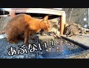 猫の能力【魚の骨回避のオエー、ぶつかりを最小限に抑える子猫】