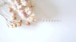 ドライフラワー　歌ってみた　【フィナンシェ】