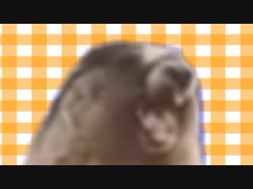 絶叫するビーバーで天国と地獄