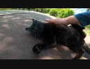 真っ黒な野良猫が道の真ん中でゴロンゴロンと私に何かを訴えかけてくる