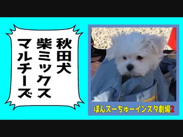 初めてのお散歩。生後三ヶ月のマルチーズの赤ちゃん。