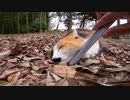 落ち葉の上でスヤスヤ寝ている美しい猫はとても大人しく可愛い猫でした