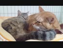 拾いねこ＠生後3110/3077日目　最近ケージに籠ることも多い気が。