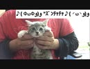 ♪( Φ௰Φو(و "ｽﾞﾝﾁｬﾁｬ♪( ◜௰◝و(و"