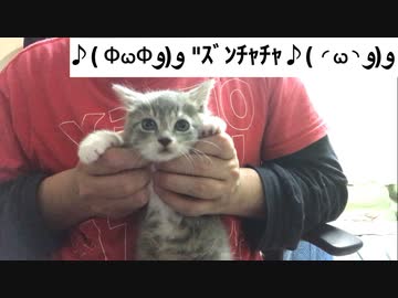 ♪( Φ௰Φو(و "ｽﾞﾝﾁｬﾁｬ♪( ◜௰◝و(و"