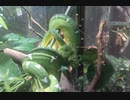 水も滴るエメツリさん(かみね動物園)