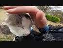 野良猫をモフっていたら特等席に案内され、「さぁモフれ」とｗｗｗ