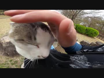 野良猫をモフっていたら特等席に案内され、「さぁモフれ」とｗｗｗ