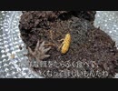 [ひばりくんかわいい]タランチュラ飼育日記その５８[ひばりくんhshs]