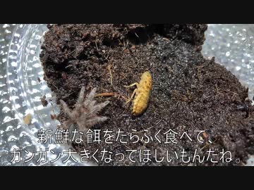 [ひばりくんかわいい]タランチュラ飼育日記その５８[ひばりくんhshs]