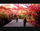 秋の京都　紅葉　竜安寺　ベートーヴェン交響曲田園６－１
