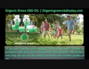 Organicgreencbdtoday.com Organic Green CBD Oil | Organic Green CBD Today
