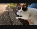 私の足にスリスリ寄ってくる野良猫がとっても可愛い