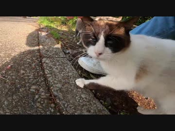 私の足にスリスリ寄ってくる野良猫がとっても可愛い