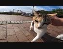 モフりを要求する三毛猫とミルクティーのような猫が二匹とも可愛すぎる