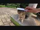野良猫が公園でマッタリしているところに押しかけ、ねこじゃすりを試す！