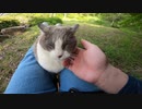 初対面では警戒していた野良猫だが最終的には・・・！？