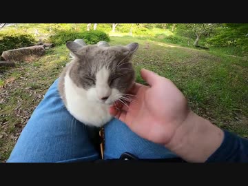 初対面では警戒していた野良猫だが最終的には・・・！？