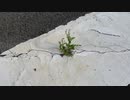 横断歩道に草が生えてるサンドキャニオン