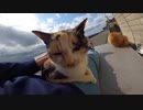 海辺でマッタリしていた野良猫に背中トントンしたら膝の上に乗ってきた