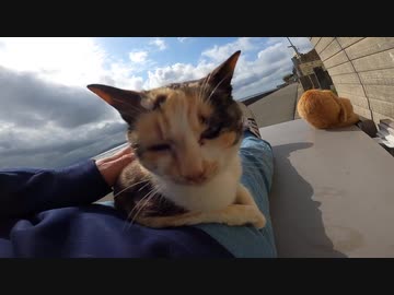 海辺でマッタリしていた野良猫に背中トントンしたら膝の上に乗ってきた