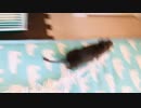 巣材を持ち帰りたいデグー　Degu will bring back the nestwood.