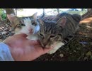 初対面の野良猫二匹がやってくれました！？