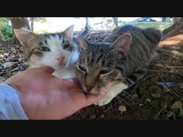 初対面の野良猫二匹がやってくれました！？