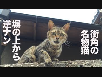 飼い主がいなくなった懐こい猫、塀の上から甘えて街の名物猫になる