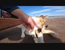 舌をペロペロ、グルーミングしている猫に私の指を出してみたら・・・