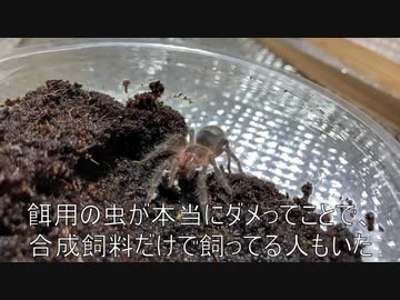 [額で煙草を吸うコツ]タランチュラ飼育日記その５９[教えてやろうか？]