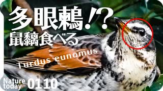 0110【鳥に食べられるネズミモチ】カワセミ捕食ホバリング。メジロの喧嘩の鳴き声とマユミ。カルガモ喧嘩？で翼怪我の悲劇。目が多いツグミ！？【 #今日撮り野鳥動画まとめ 】 #身近な生き物語