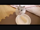 ハムスター飼いました。その112～ハムスターくんと初めてのプチコーン～