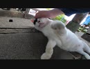 神社の猫様が水屋で喉の渇きを潤す