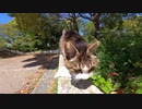 突っ込みどころ満載！野良猫を私の膝の上へ誘導する動画