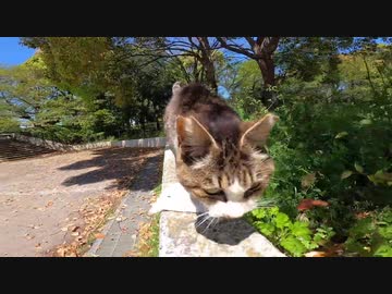 突っ込みどころ満載！野良猫を私の膝の上へ誘導する動画