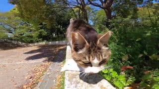 突っ込みどころ満載！野良猫を私の膝の上へ誘導する動画
