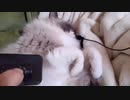 ゴロゴロ動画のつもりがほぼマイクを喰われてるだけの動画