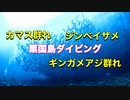 ジンベイザメ現る！粟国島ダイビング